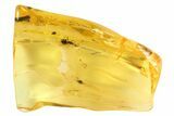 Detailed Fossil Ant (Formicidae) In Baltic Amber #69284-3